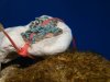Blue Octocoral 2 [1024x768].JPG