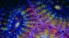 Macro Ecu Coral Polyp.jpg