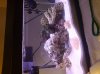 DSC00539.JPG