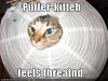 funny-pictures-puffer-cat-feels-threatened.jpg
