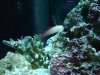 corys 050.jpg