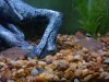 corys 053.jpg