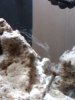 stuff in tank 2.jpg