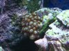 zoas2.jpg