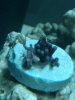 zoanthoid.jpg