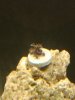 zoanthoid 2.jpg