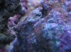 Mystery Plants 02.jpg