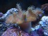 Leather Coral.jpg