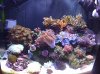 reef 1-24-09 085.JPG