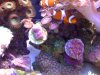 reef 1-24-09 090.JPG