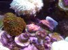 reef 1-24-09 101.JPG
