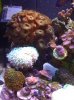 reef 1-24-09 093.JPG