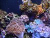reef 1-24-09 088.JPG