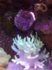 reef 1-24-09 070.JPG