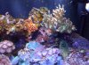 reef 1-24-09 089.JPG