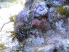 Tunicate resized .jpg