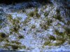 algae 002.jpg
