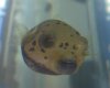 puffer1.jpg