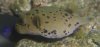 puffer3.jpg