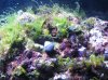 algae 009.jpg