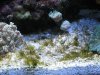 algae 010.jpg