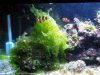 algae 008.jpg