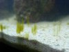 Algae1.jpg