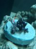 zoanthoid.jpg