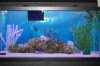 Fish Tank set-up 001.jpg