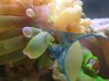 frogspawn-anomaly.jpg