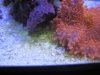 12471d1233779023-green-sand-img_5597.jpg
