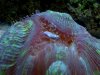 open brain coral eating.jpg