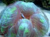 open brain coral eating2.jpg