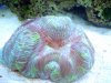 open brain coral digestn.jpg
