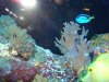 corys 054.jpg