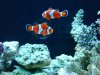 corys 044.jpg