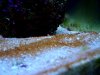 algae1.jpg