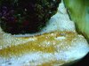 algae 2.jpg