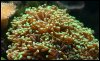 Hammercoral.jpg