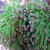 Torch coral.jpg