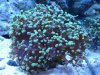 Frogspawncoral.jpg