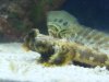 Scooter Blenny2.jpg