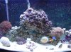 coral 002.jpg
