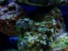 allmynewcorals 001.jpg