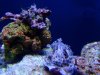allmynewcorals 002.jpg