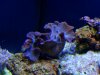 allmynewcorals 003.jpg
