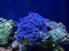 allmynewcorals 004.jpg