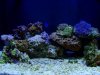 allmynewcorals 005.jpg