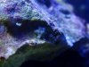allmynewcorals 006.jpg