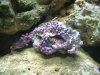 DSCF0145.JPG